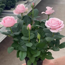 迷你玫瑰花苗盆栽室内外阳台四季开花大苗盆栽月季