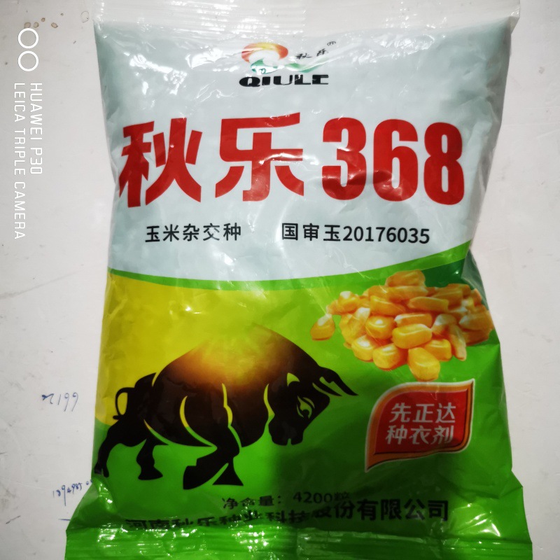 国申秋乐368杂交玉米种子高产稳产抗病抗倒农家优质春夏播玉米籽