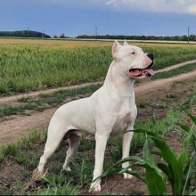 大骨架杜高犬野猪克星纯种杜高犬活体专业狩猎杜高犬力量幼崽狗狗