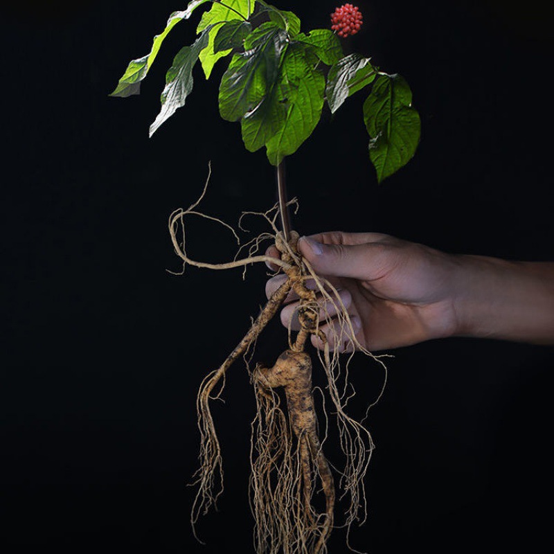 野山参东北林下籽货新鲜林下参长白山人参老山参泡酒煲汤的药材