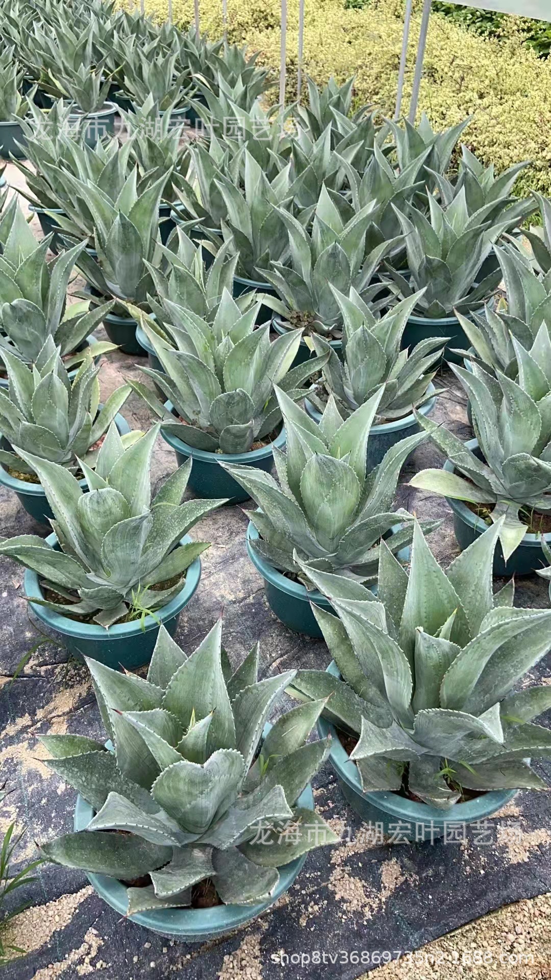 翡翠盘水晶宫皇冠大型龙舌兰 多肉植物沙生植物 仙人掌仙人球