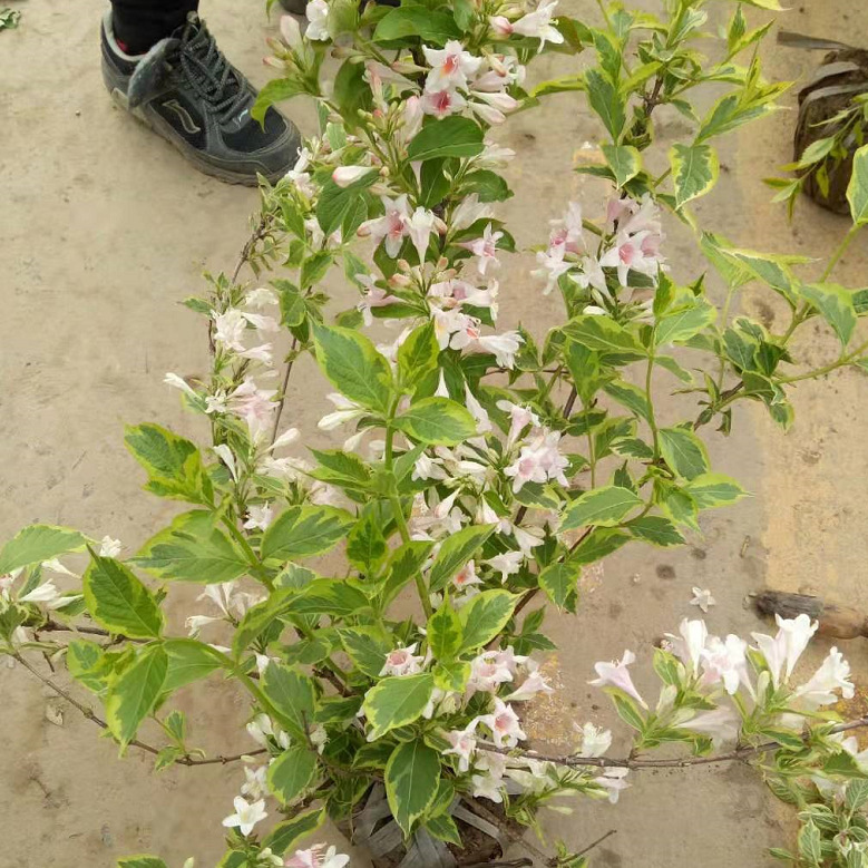 花叶锦带 承接工程绿化 小区绿化 庭院种植 花叶锦带球红王子锦带