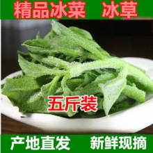 山东新鲜凉拌冰菜冰草农家蔬菜火锅食材即食生吃沙拉菜冰晶菜包邮