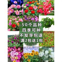 四季野花阳台夏秋盆栽向日葵满天星凤仙花波斯菊重瓣太阳花种子籽