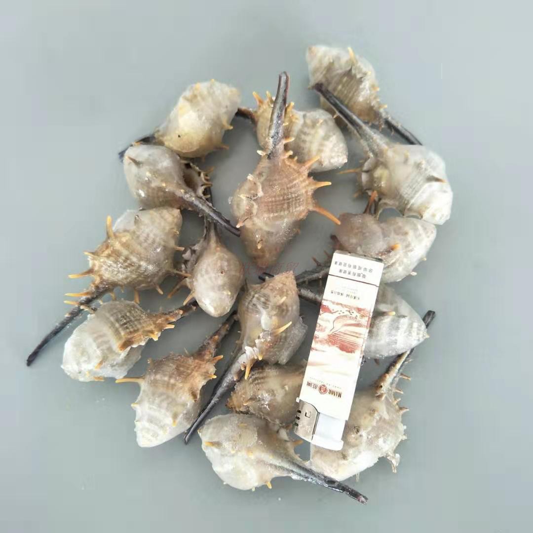 冷冻玫瑰螺广州批发酒店海鲜自助餐食材速冻刺螺海螺玫瑰螺千手螺