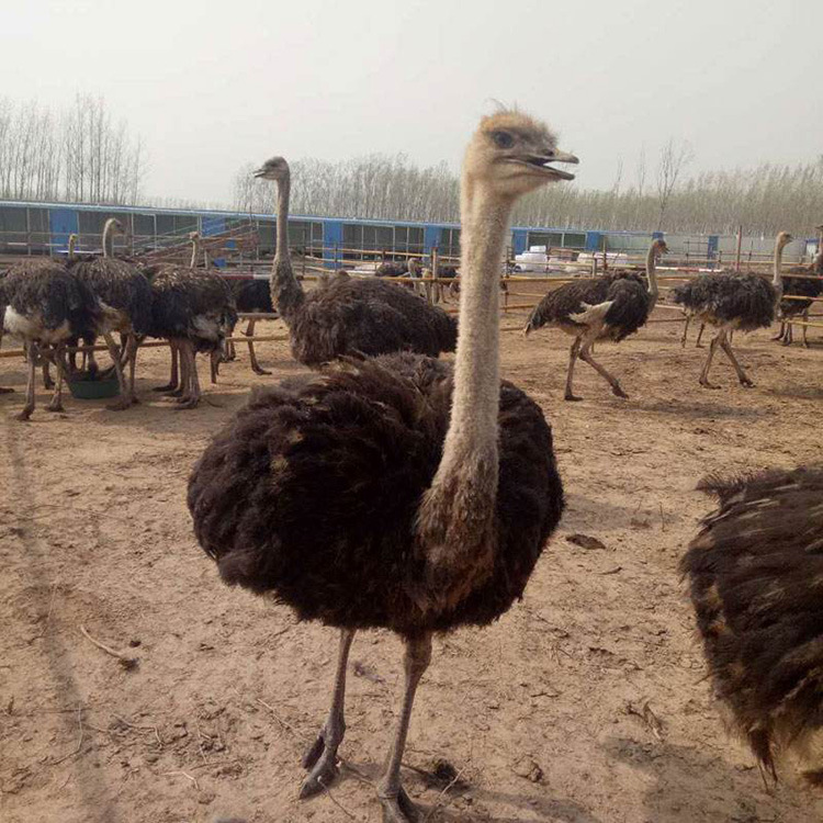 一只景区观赏羊驼租赁多少钱 羊驼吃什么好饲养吗-报价-阿里巴巴