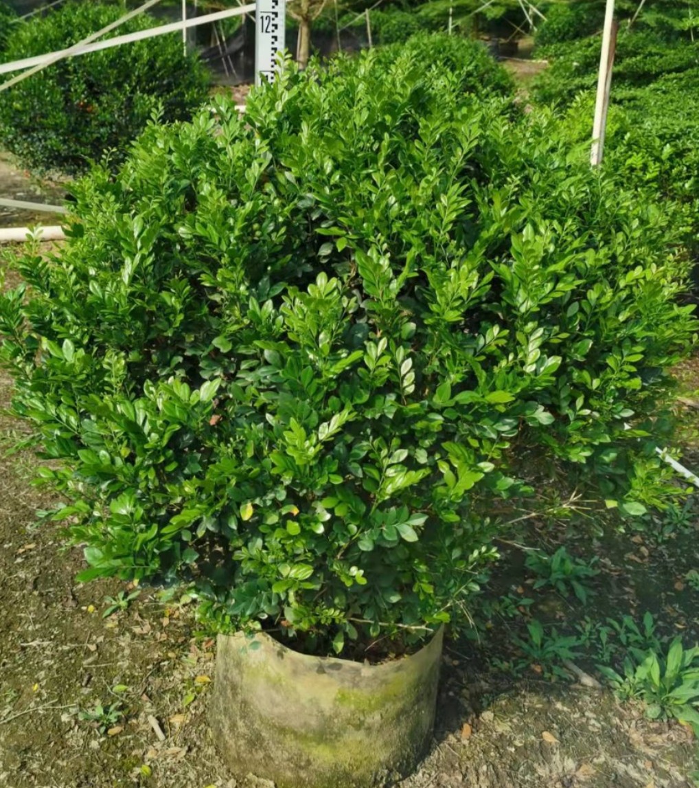 【九里香球】-九里香球厂家,品牌,图片,热帖-阿里巴巴