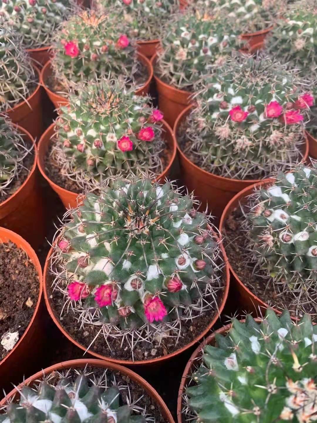 【基地直供】开花仙人球多肉植物花卉小盆栽 居家植物 毛象