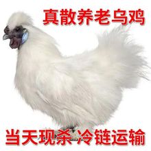 乌鸡新鲜现杀东北土鸡农家散养老母鸡整只鸡月子鸡溜达鸡白毛特产
