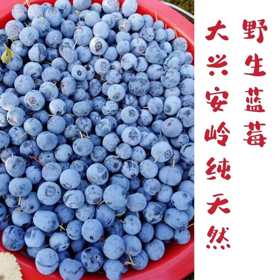 东北大兴安岭特产野生蓝莓都柿冻果发货包邮看好详情