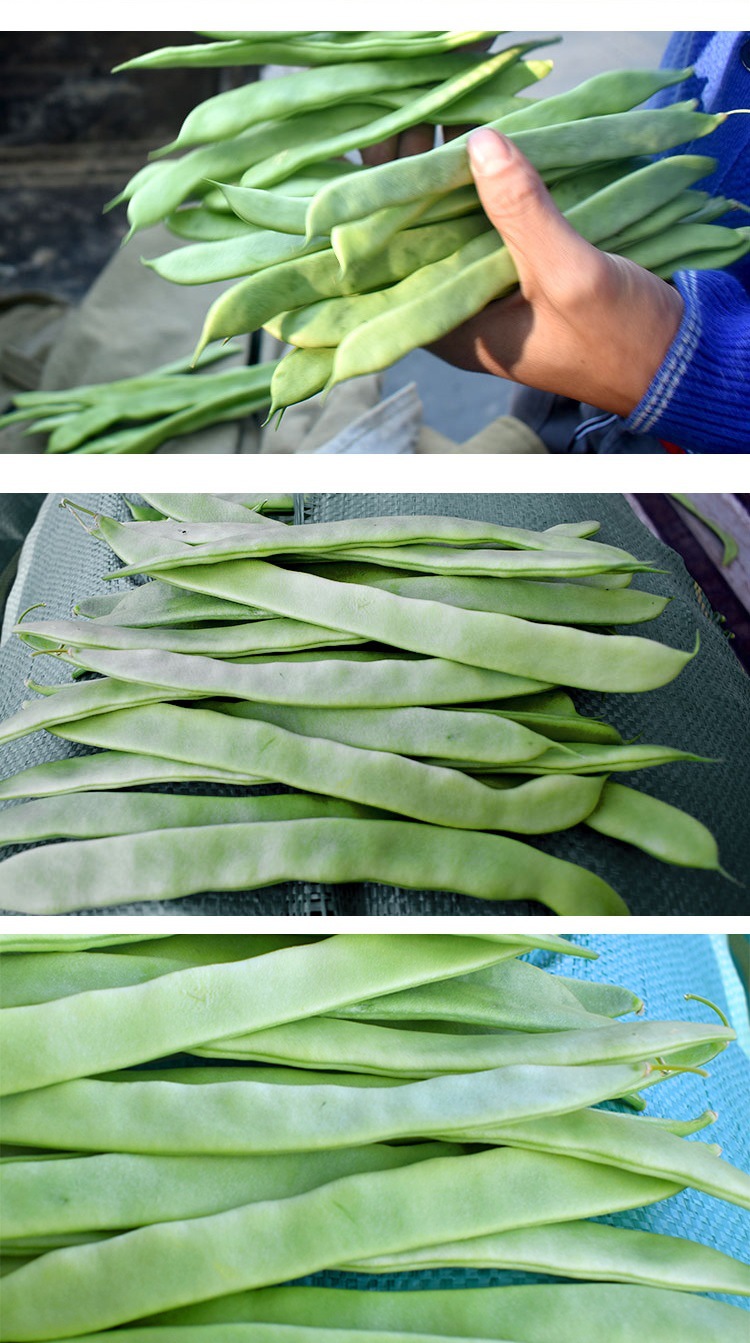 云南优质露天青扁豆刀豆四季豆芸豆豆角新鲜应季蔬菜5斤包邮豌豆