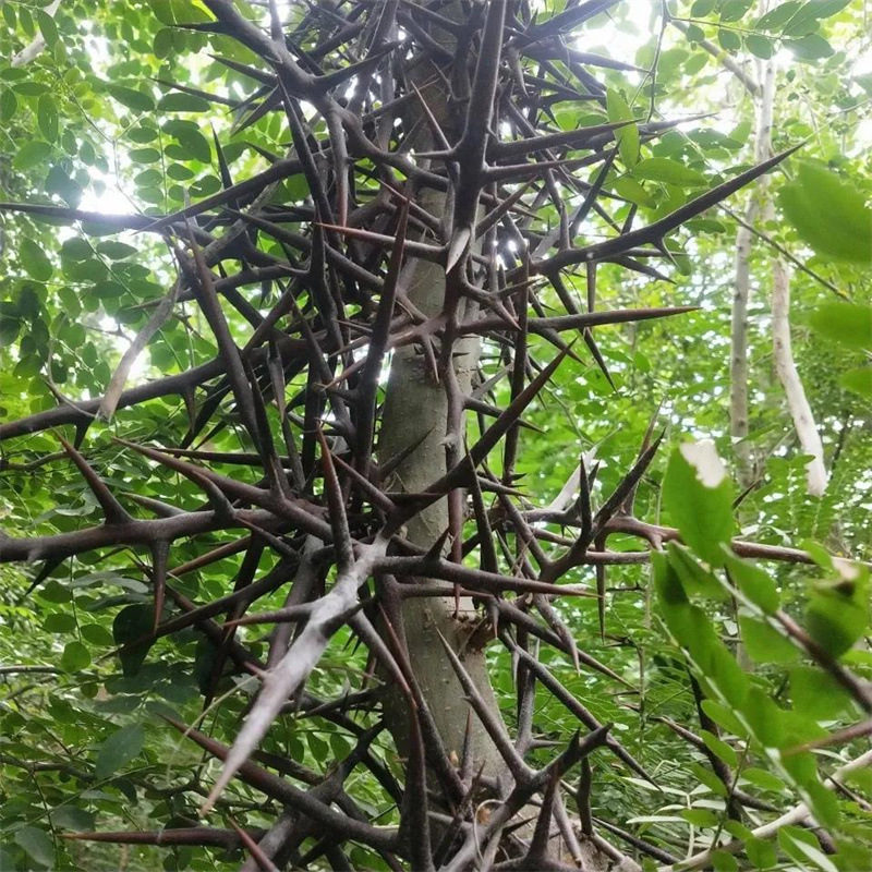 小皂角种子皂角种子大皂角种子皂荚树种子长皂角带刺皂角树籽种子