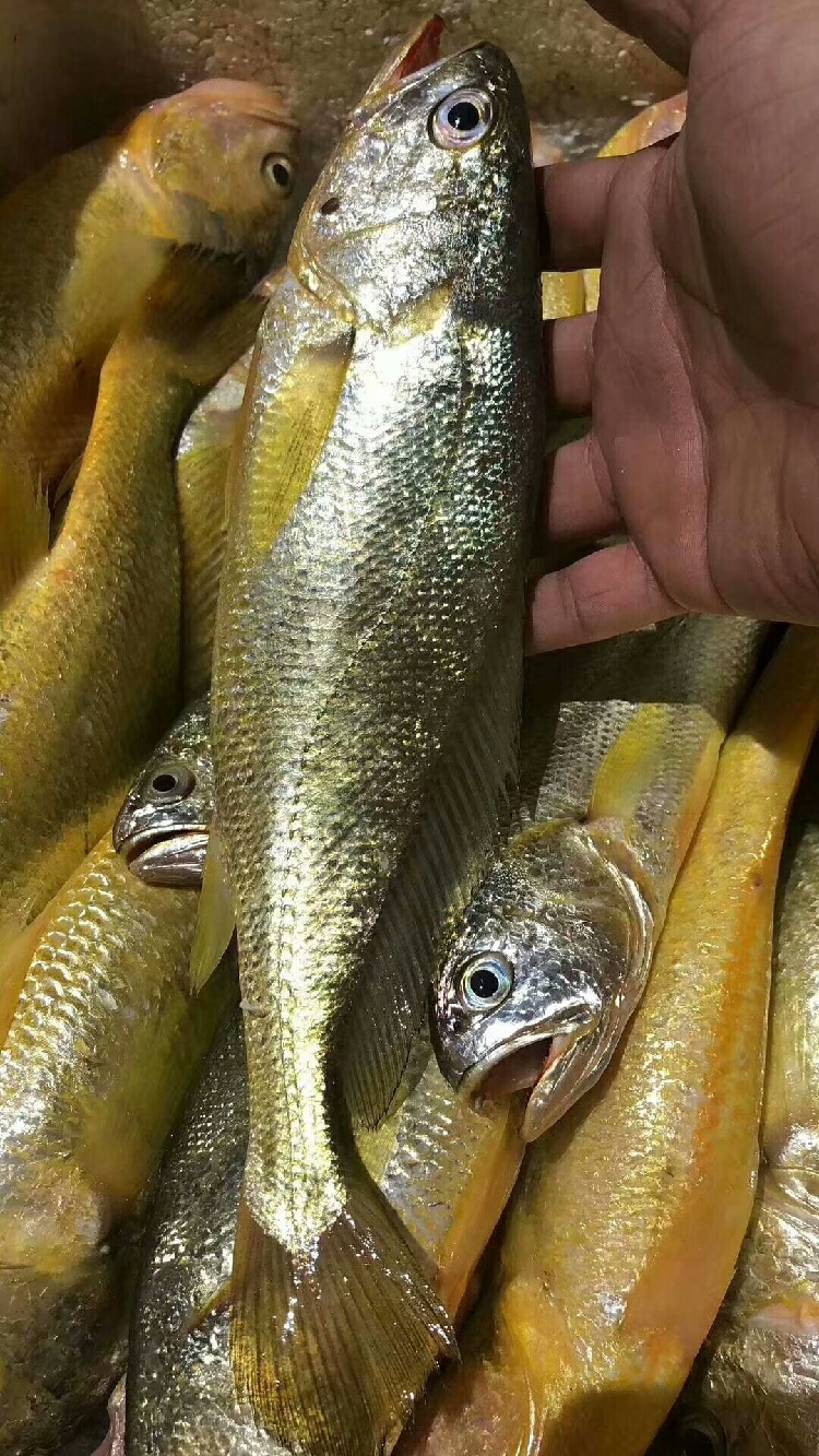 【深海鲷鱼】-深海鲷鱼厂家,品牌,图片,热帖-阿里巴巴