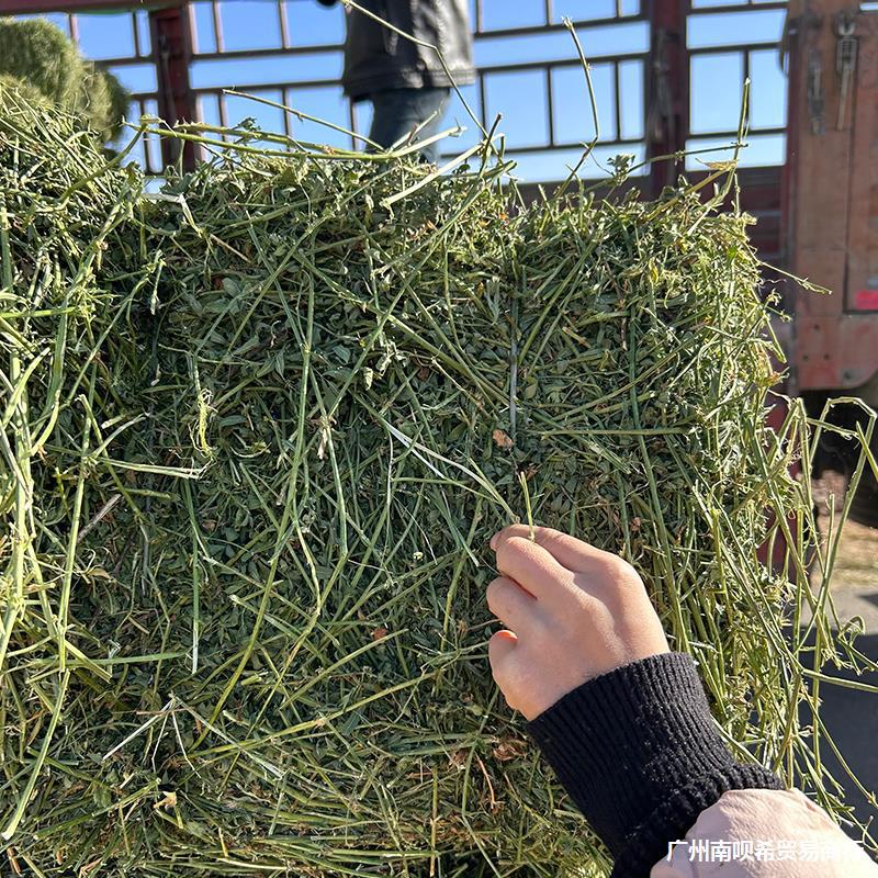 苜蓿草干草喂牛羊马吃的草料羊草草料羊驼大型动物园饲料紫花苜蓿