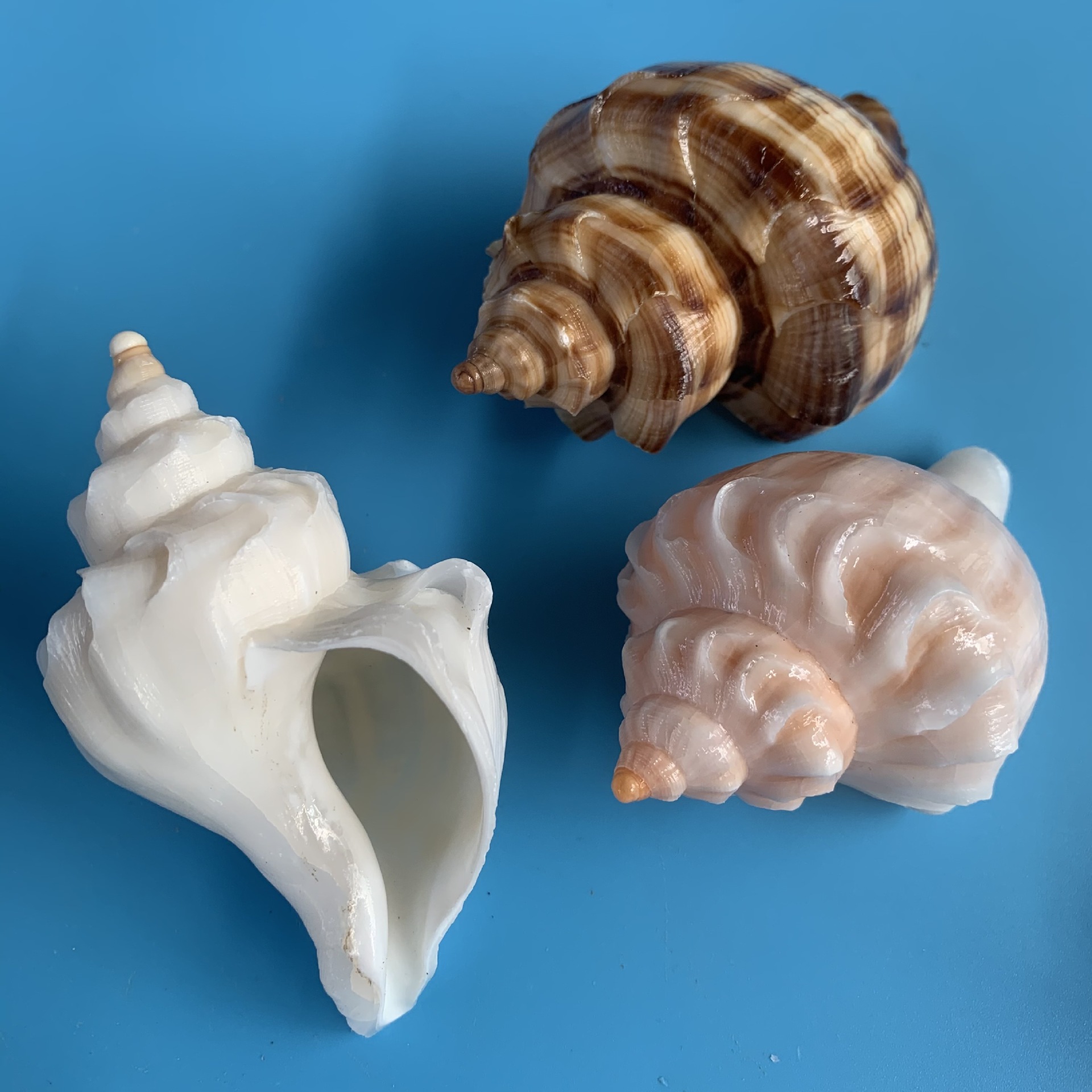 天然海螺贝壳精选花羊角螺鱼缸水族收藏居家装饰幼教学生挖矿工艺