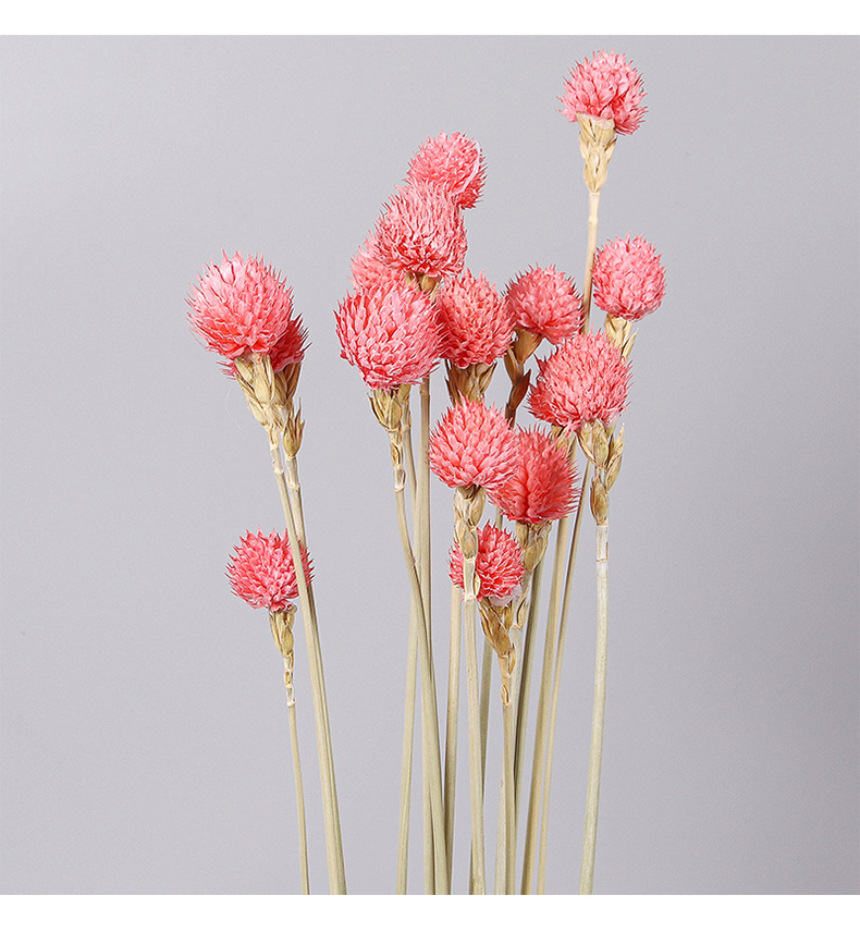 云南千日红草莓果干花束真花手工diy干花材居家装饰永生花批发