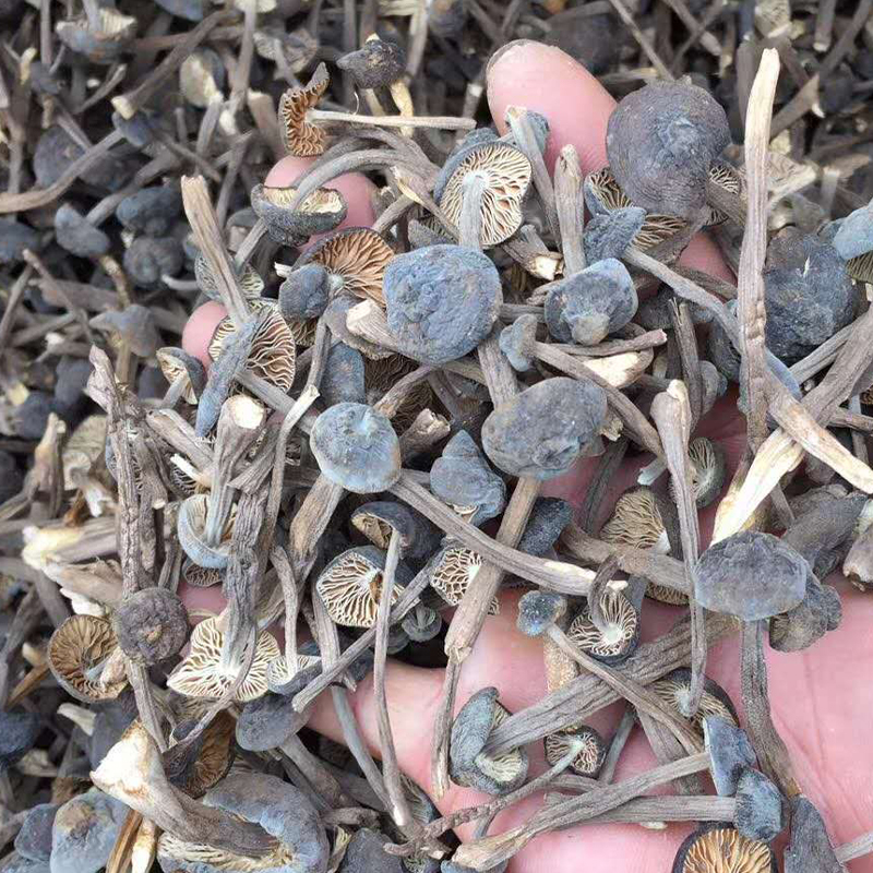 黑皮鸡枞菌干货干鸡纵菌鸡枞菌菇云南特产鸡枞菌菌菇类香菇蘑菇
