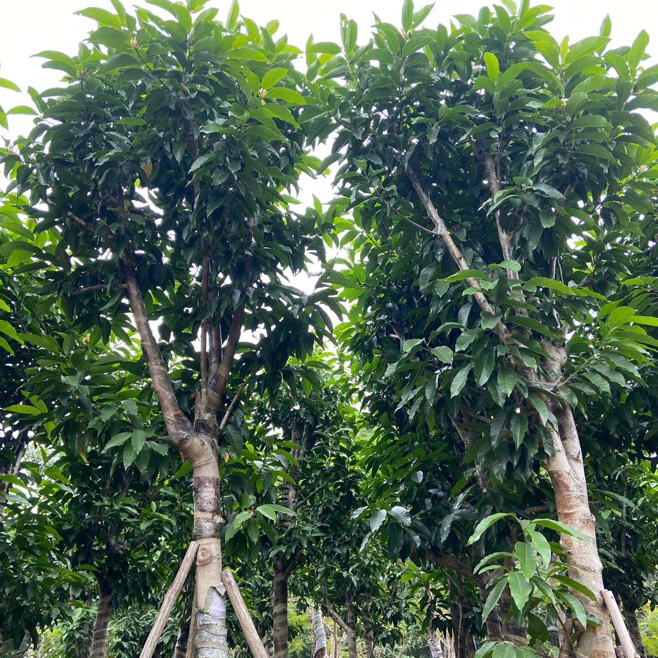 白兰树 白玉兰 12-20cm假植苗 白兰花