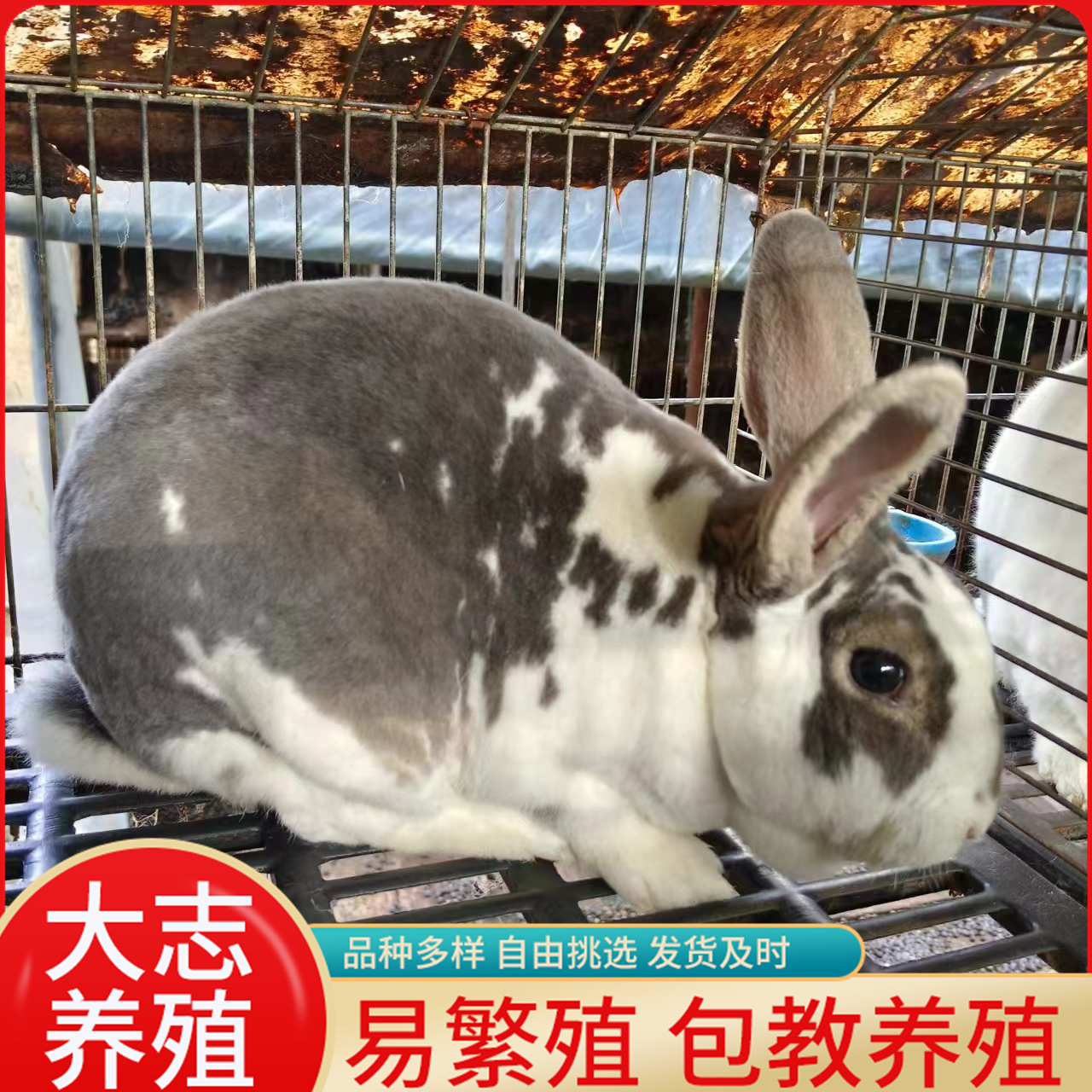 自家赡养花巨兔活体大志兔业常年引种大花兔5斤重肉兔批大量发