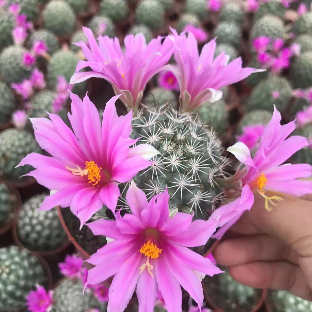 蓬莱宫 实生仙人球 直径6-7厘米 开花多肉植物小盆栽