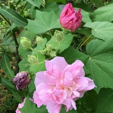 醉芙蓉花苗三木芙蓉树苗变色芙蓉阳台庭院盆栽花厂家速卖通代发