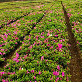 7成交0笔浏阳市杜鹃苗木 树苗四季常青庭院绿化苗木花园植物庭院绿植