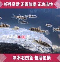 好养冷水原生观赏鱼小型淡水溪流石斑光唇鱼鳑鲏鱼活体群游中底层