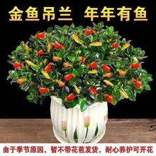 聚财金鱼花吊兰盆栽植物室内外客厅阳台耐寒花卉绿植四季开花好养