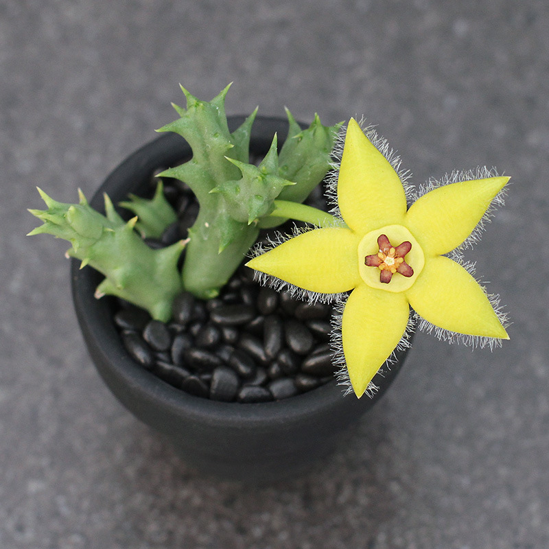 柠檬豹皮花orbea semota 萝藦科多肉植物组合盆栽萝藦