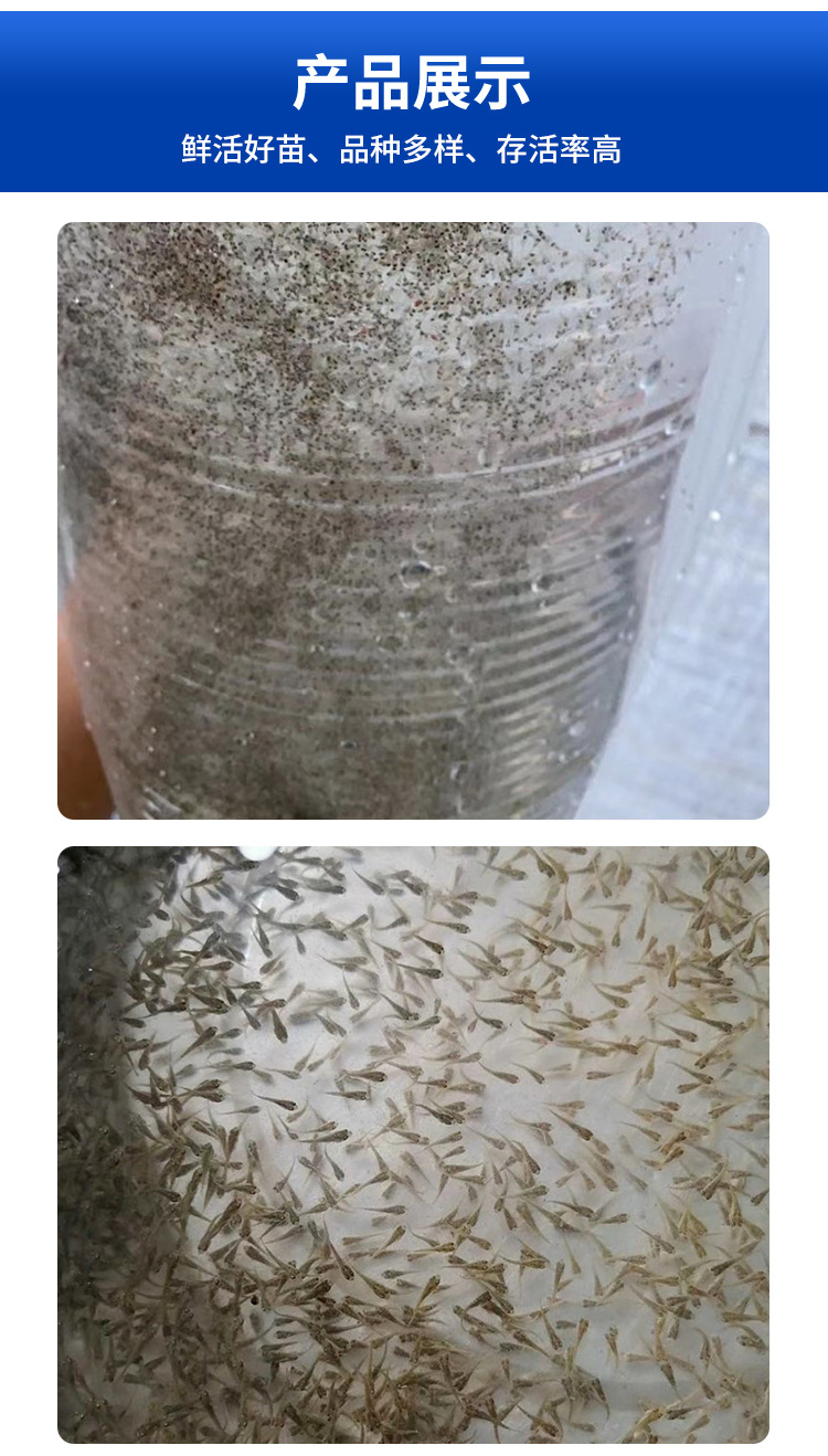 水花鱼苗活体 四大家鱼草鱼罗非鲫鱼水花加州鲈棕片 大批量直供