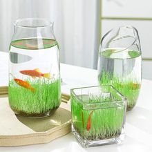 免打理生态鱼缸观赏生态瓶玻璃海藻球自循环免换水办公桌面创意