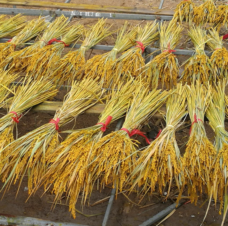 规格:一枝高60cm左右,一枝0.