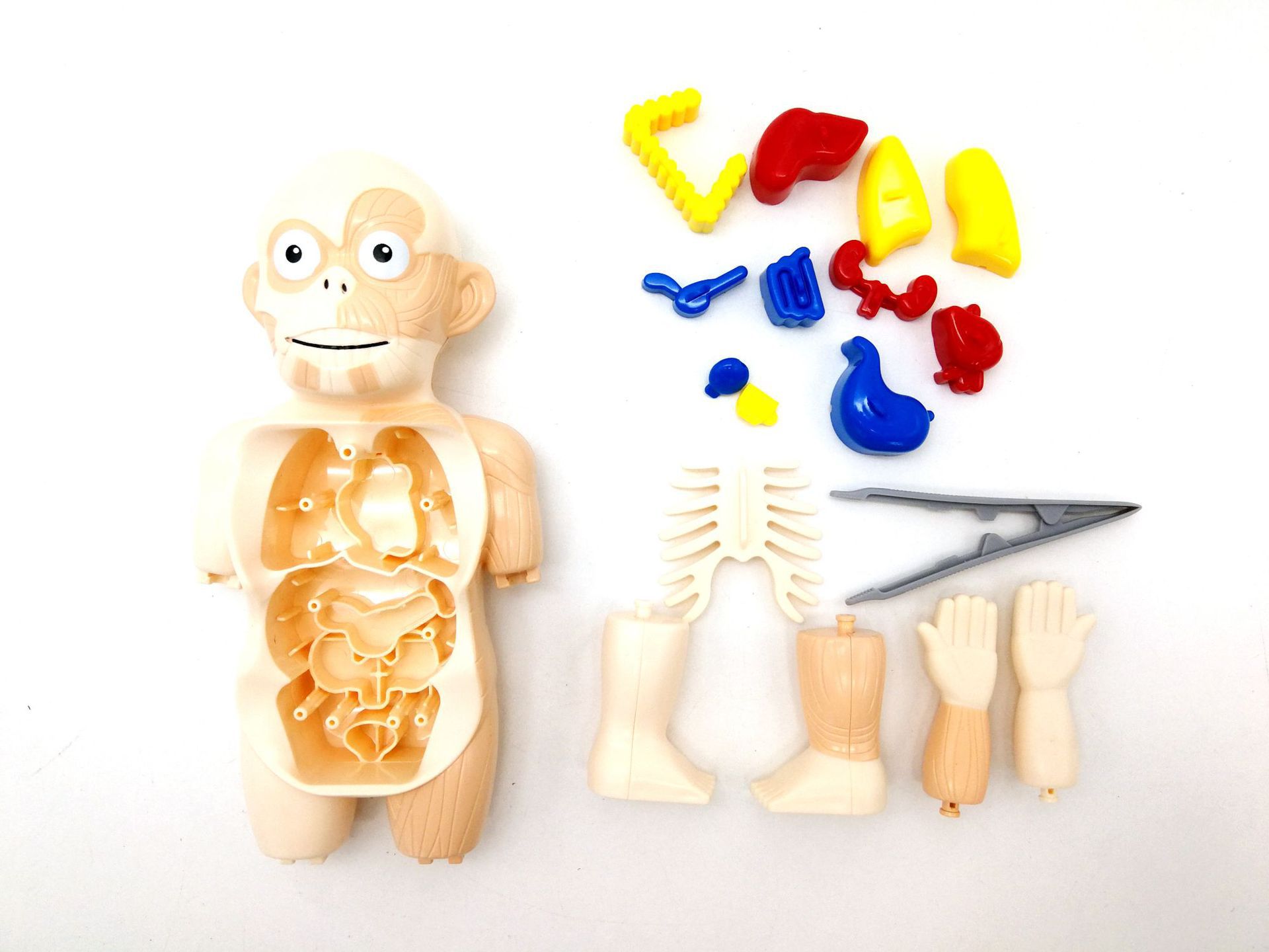 新款人体器官智力玩具人体结构配对科学教育玩具动手动脑儿童玩具