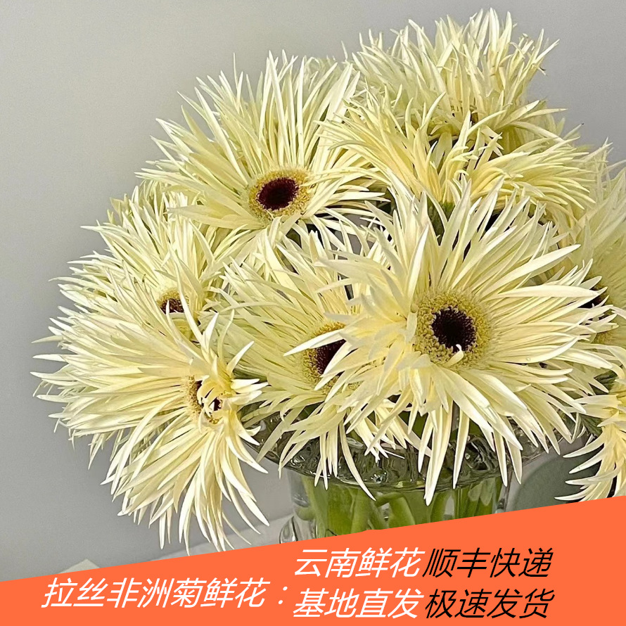 拉丝非洲菊菊鲜花批发云南昆明花店婚庆用花水养插花花束配花