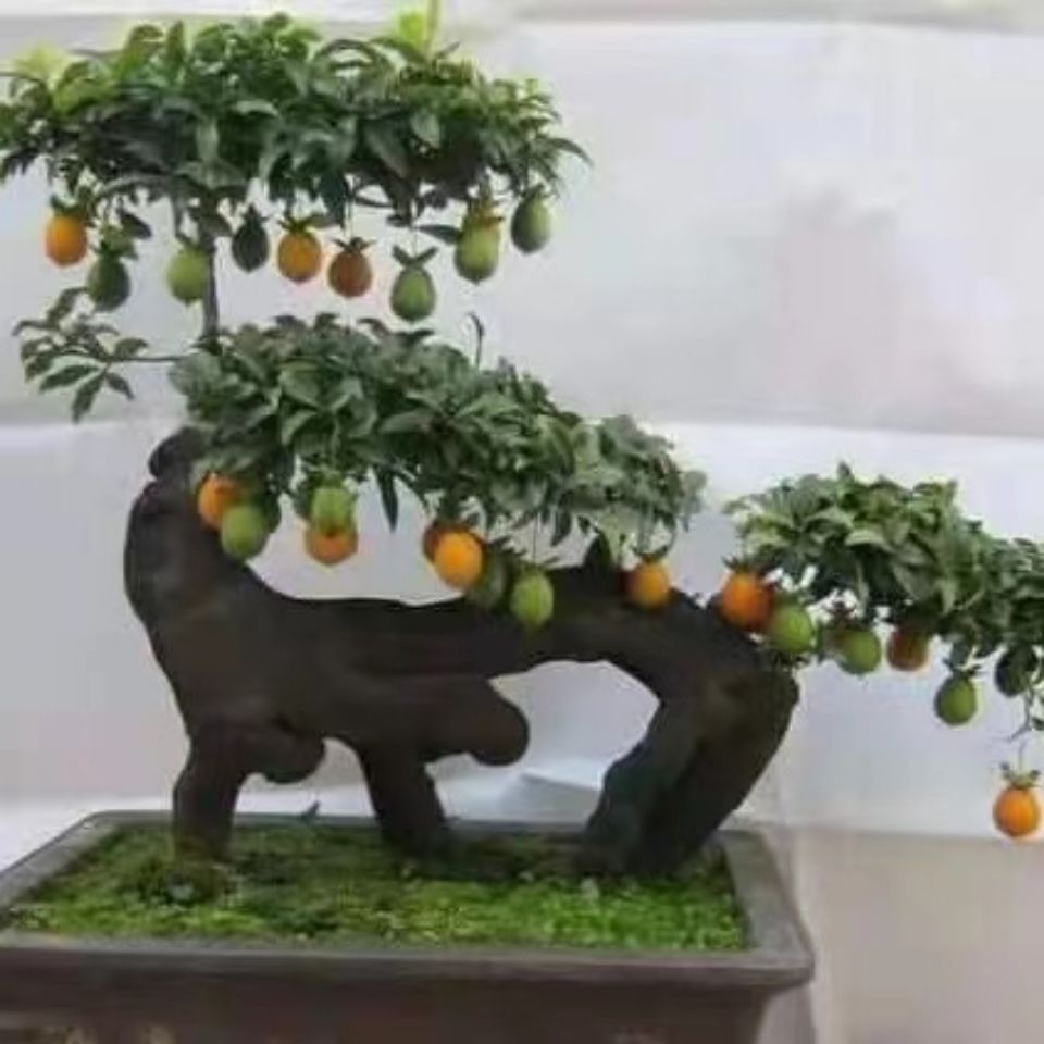 金弹子原生母弹弯弯坨坨根艺悬崖碳化小老桩