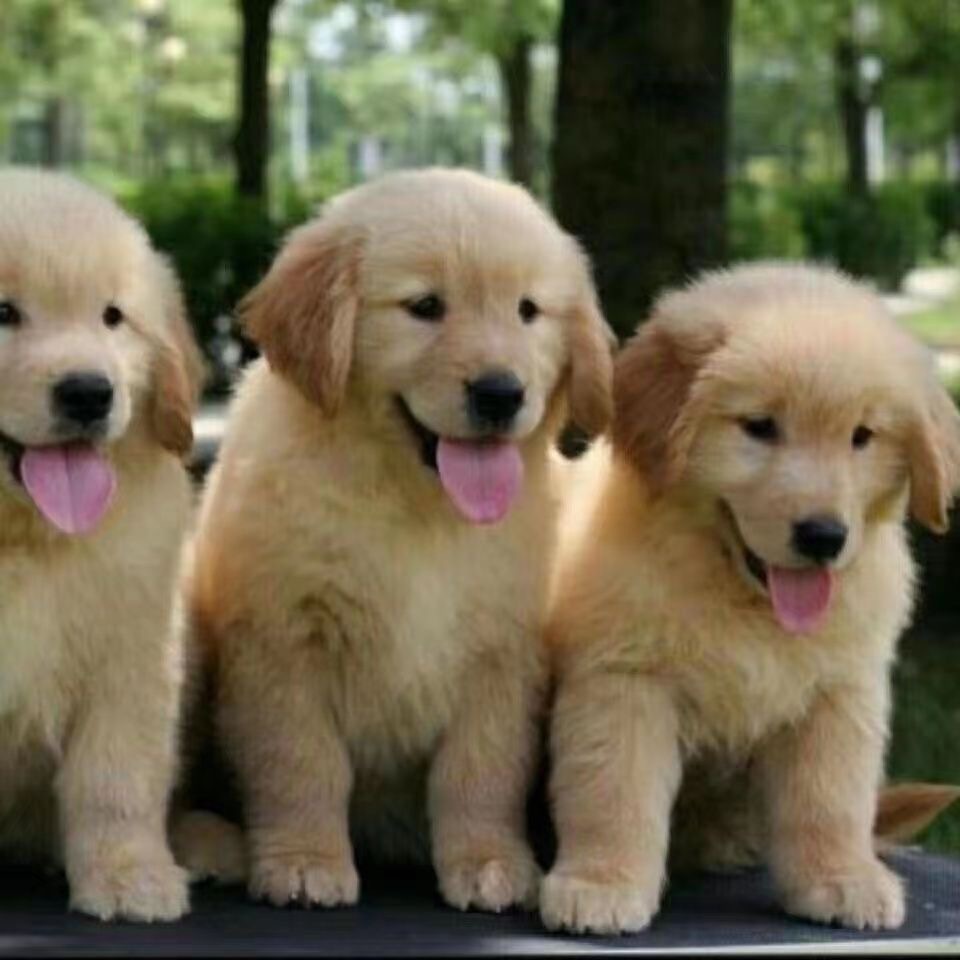 纯种金毛犬幼犬活体出售双血统赛级金毛幼崽导盲犬金毛宠物犬金毛