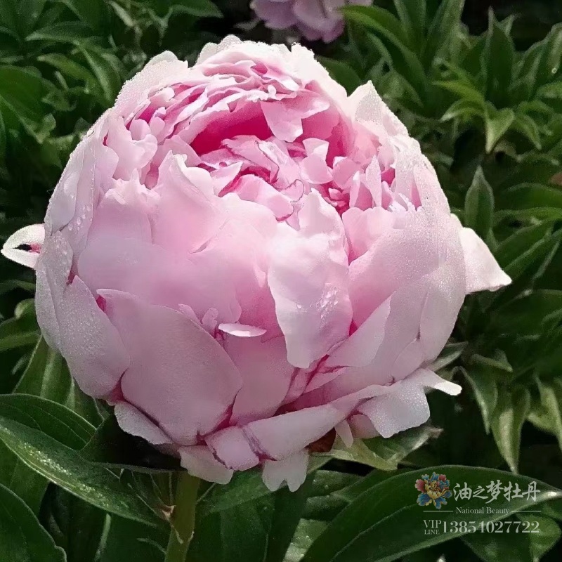 进口芍药莎拉重瓣山东芍药花苗阳台盆栽庭院鲜花观赏芍药花卉植物