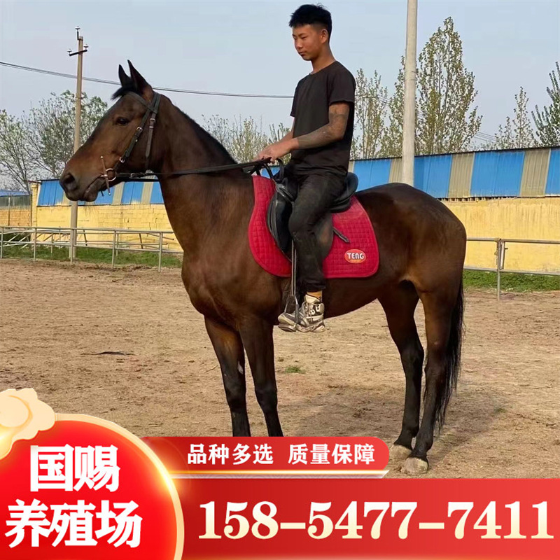 骑乘马马驹养殖场 伊犁马 蒙古马 阿拉伯马 半血马