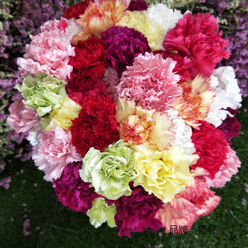 空运 鲜切花插花非防真花多头康乃馨云南鲜花代发-阿里巴巴