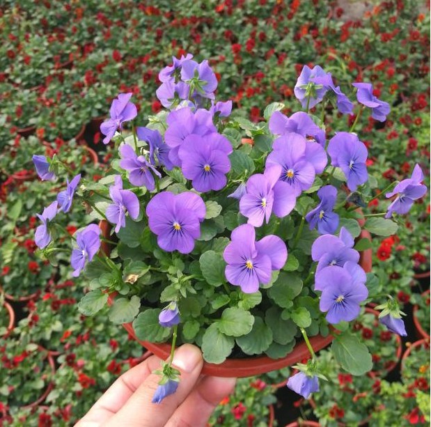 复古褶皱边三色堇盆栽角堇花苗观花植物冬季耐寒爆盆阳台花卉绿植