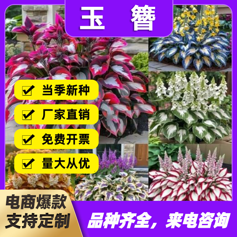 【跨境供货】彩叶玉簪花种子玉花种子盆栽花卉种子白鹤花玉泡花种
