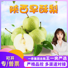 【严选】陕西早酥梨新鲜青皮梨子当季时令孕妇水果一整箱批发包邮