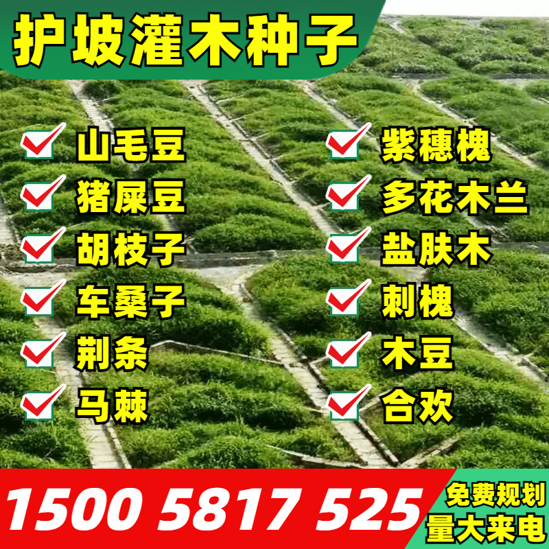 灌木种子紫穗槐刺槐多花木兰胡枝子葛藤荒山复绿草种护坡固土草籽