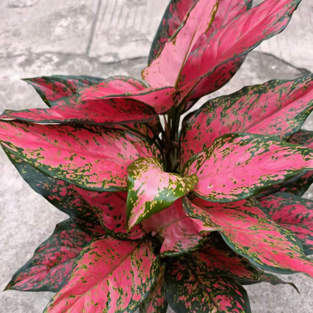 【基地直供】观叶植物绿植盆栽居家花卉网红盆栽 150红天使