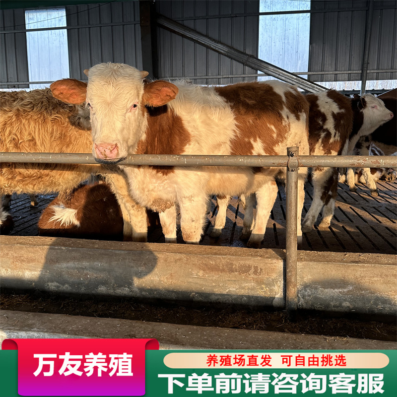 牛犊肉牛苗西门塔尔牛犊鲁西黄牛牛苗小牛犊活牛黄牛小牛苗养殖场