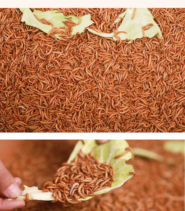 面包虫面包虫子活体黄粉虫鲜活大麦虫八哥乌龟小鸟食活的饲料钓鱼