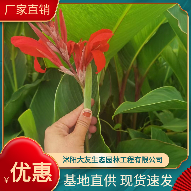 苗木基地直供  美人蕉 红花 黄花 粉花 紫叶 花叶美人蕉 量大从优