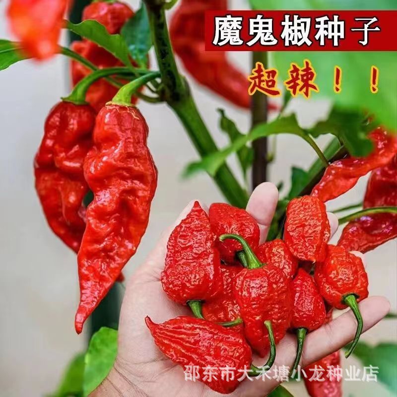 魔鬼椒种子特辣印度鬼椒种子超级辣魔鬼辣椒菜园阳台盆栽辣椒种籽