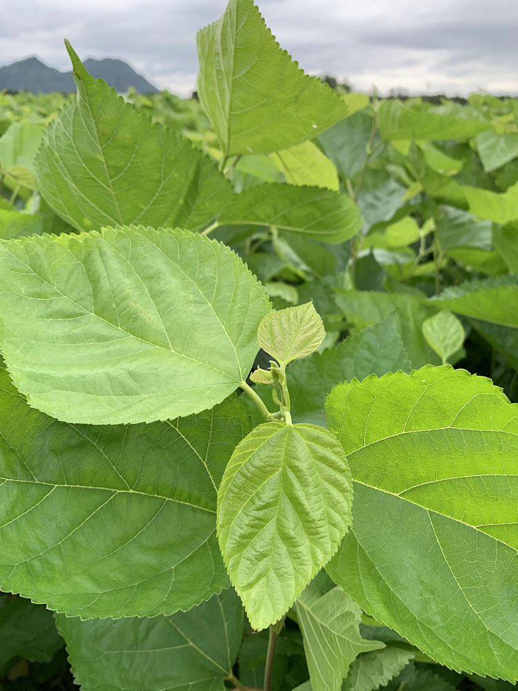 桑叶喂蚕顺丰嫩新鲜500克桑树叶蚕宝宝饲料养蚕1斤广东深圳