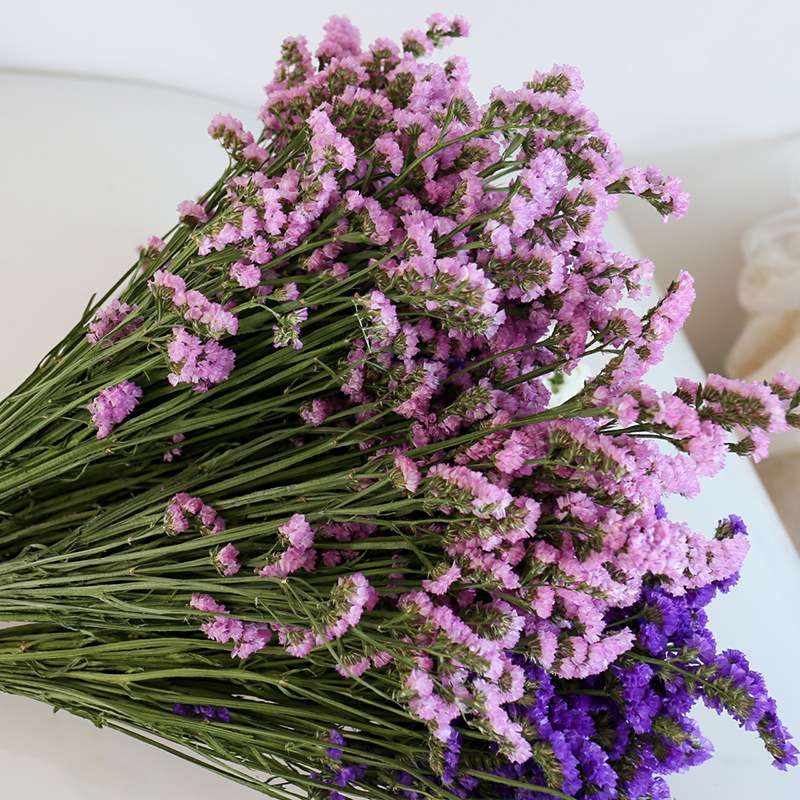 云南工厂批发勿忘我干花花束 家居装饰花艺插花花材 天然拍摄道具